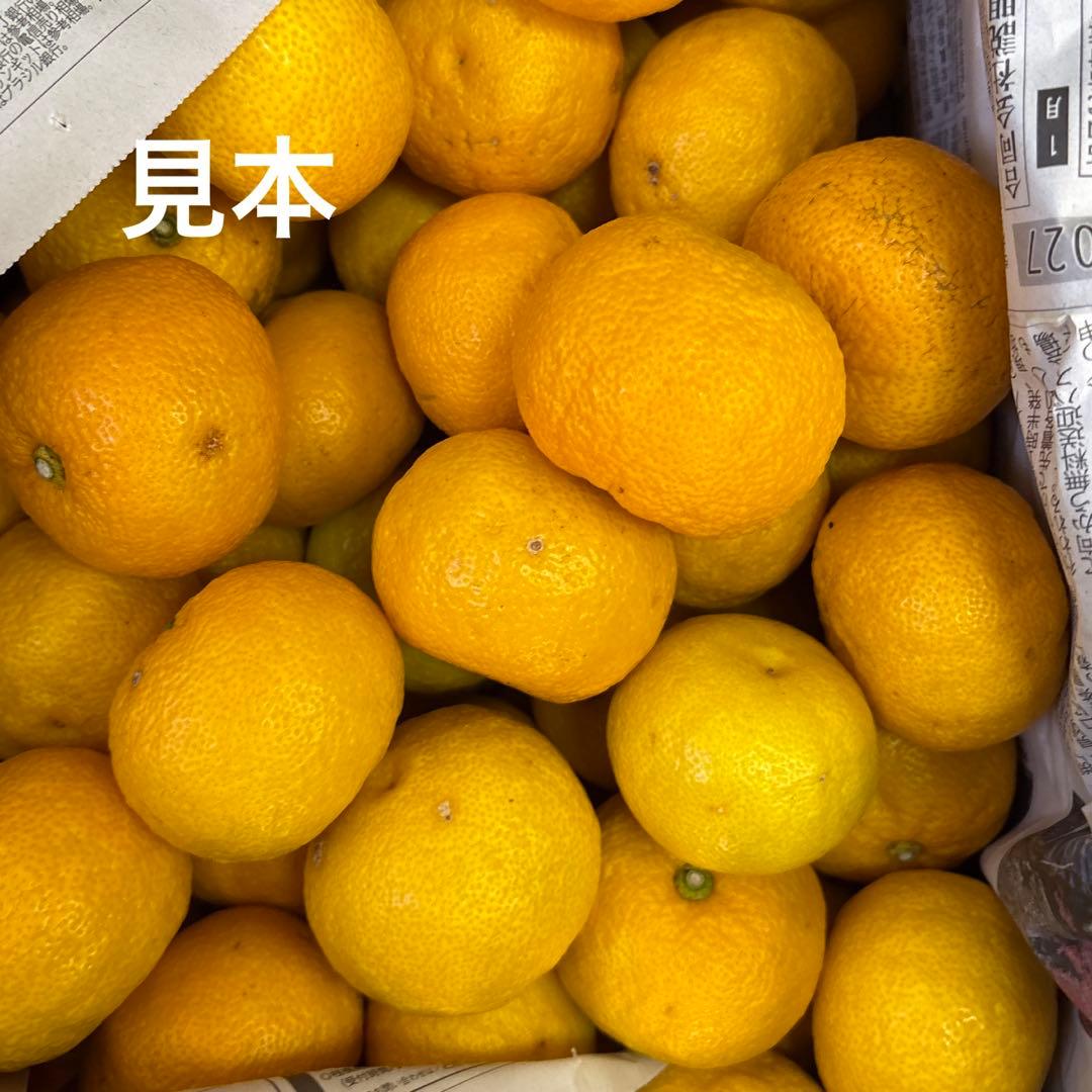 高知県産　本柚子　小玉　10キロ