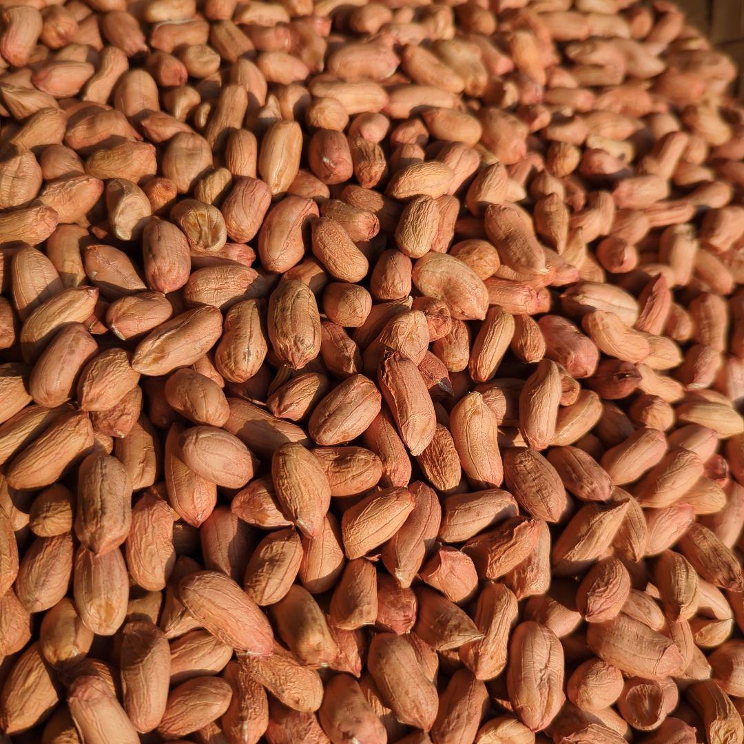 志津みのれファーム　千葉県産 おおまさり 手むき 乾燥生落花生