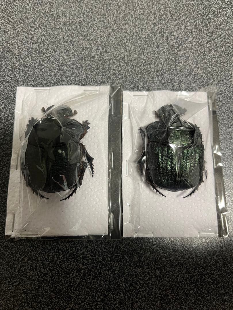 ランキフェルオオニジダイコクコガネ　大型ペア　標本