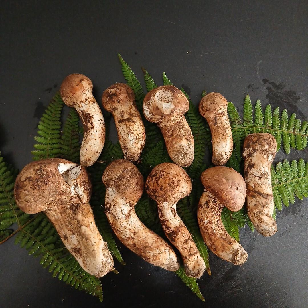 B*嬉様 【国産松茸】和歌山県産 とれたて304g 11月2日14時採取／天然き