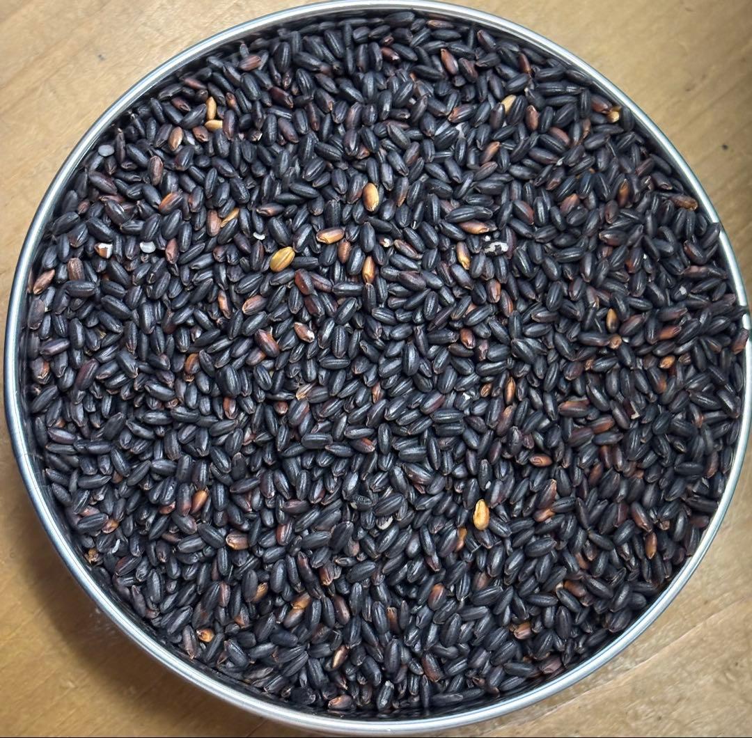 7年度愛知県産 黒米 20Kg