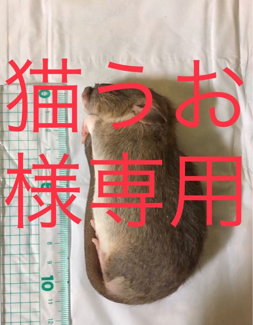 冷凍PL40 H60 ADL80 SM30 M20 L20 4L20