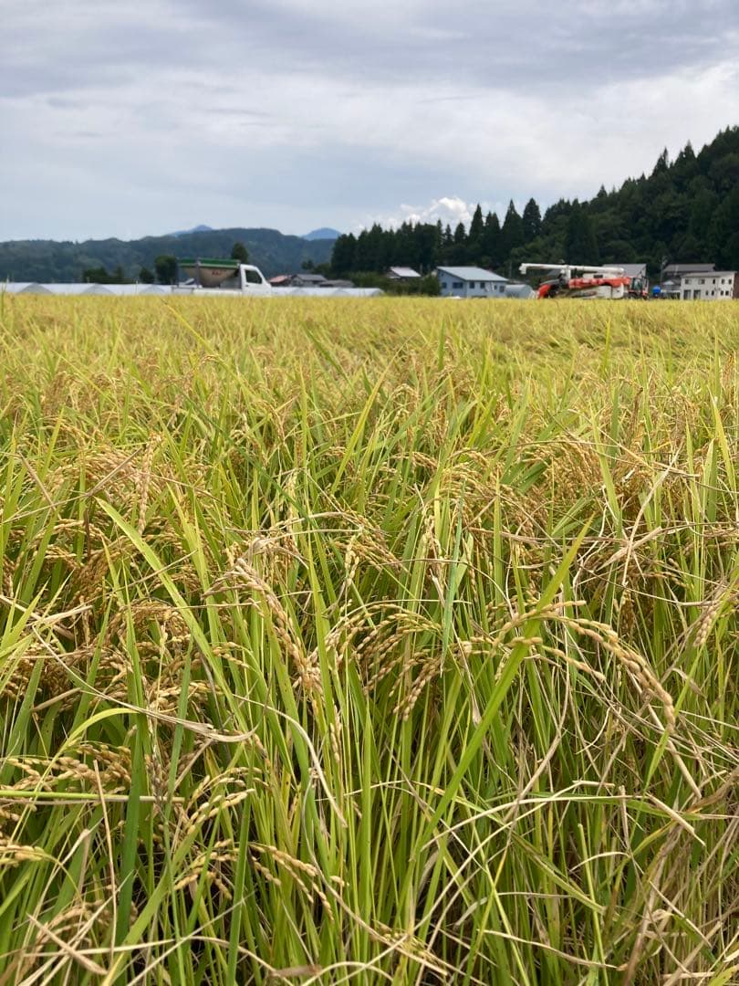 魚沼産コシヒカリ 30kg