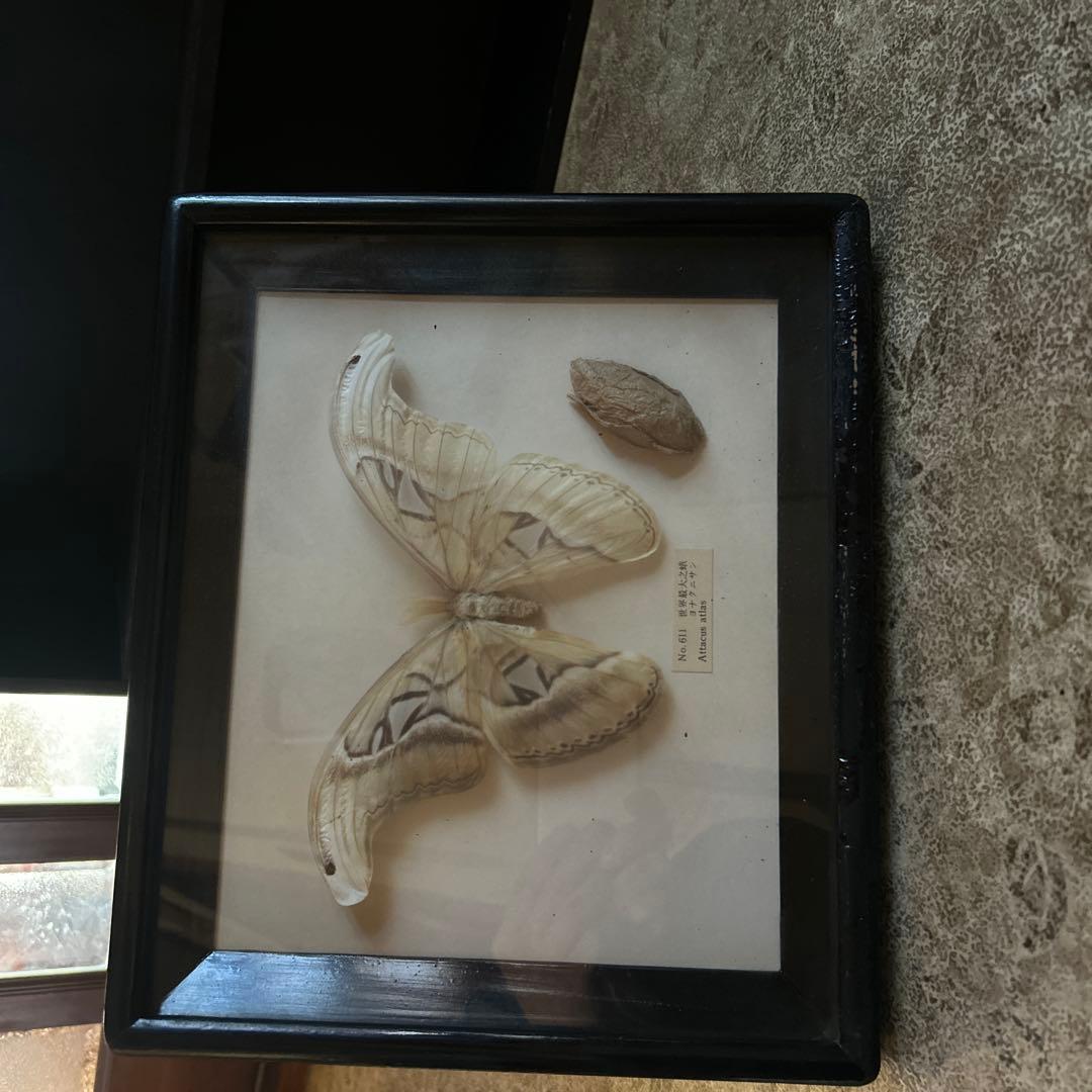 世界最大の蝶 標本 ヨナグニサン Attacus atlas 交渉可能