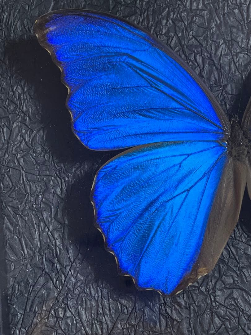 大型モルフォ蝶 標本 背景エンボス加工