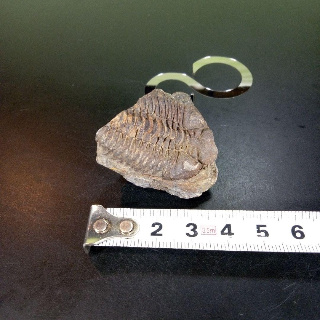 三葉虫　化石　ボリビア産　南アメリカ　trilobite　南米産fossil⑧