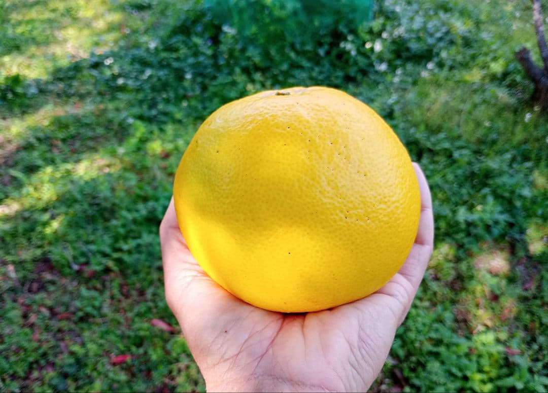 ③世界遺産屋久島産グレープフルーツ10kg　EM栽培農薬不使用　樹上完熟農園直送