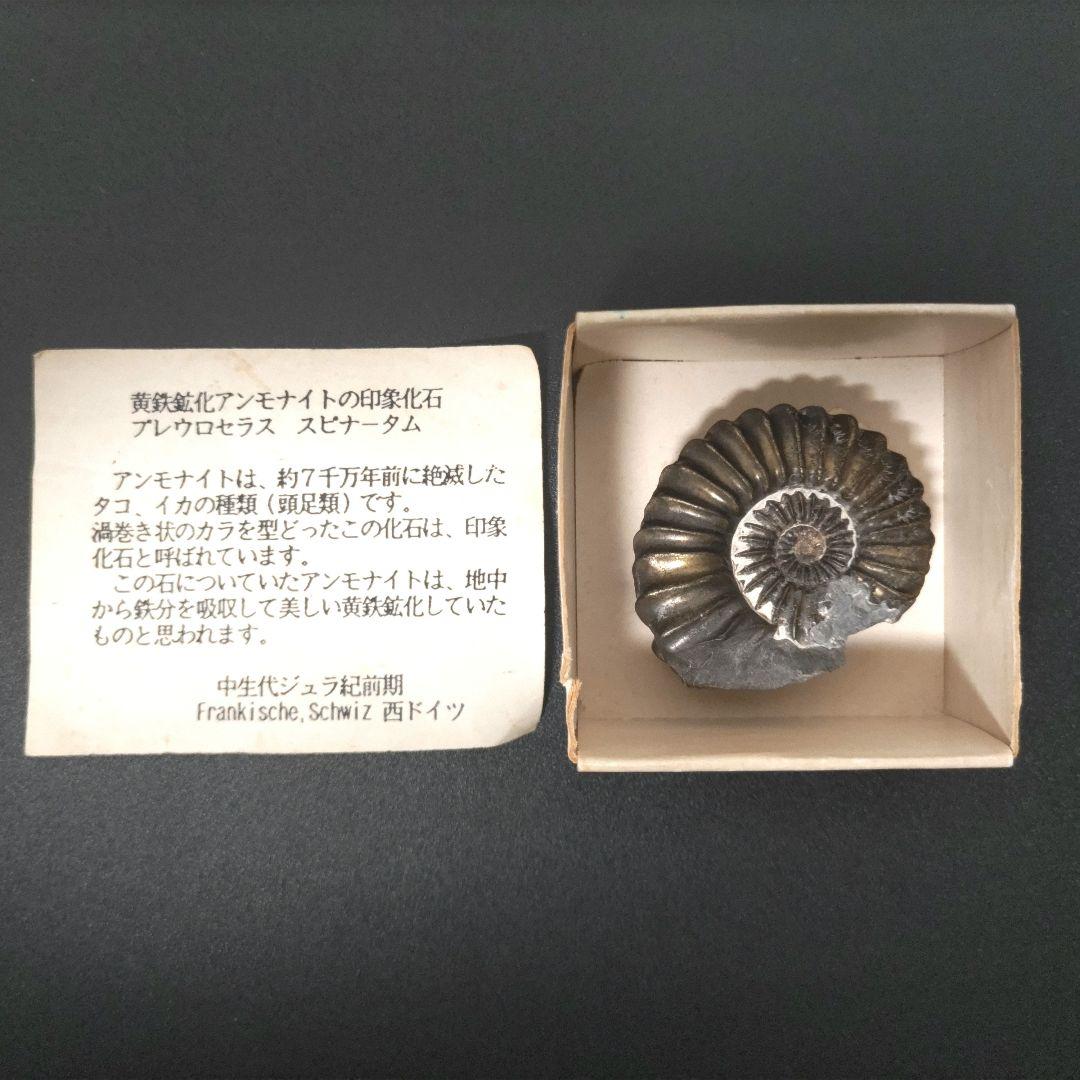 黄鉄鉱化アンモナイト 化石