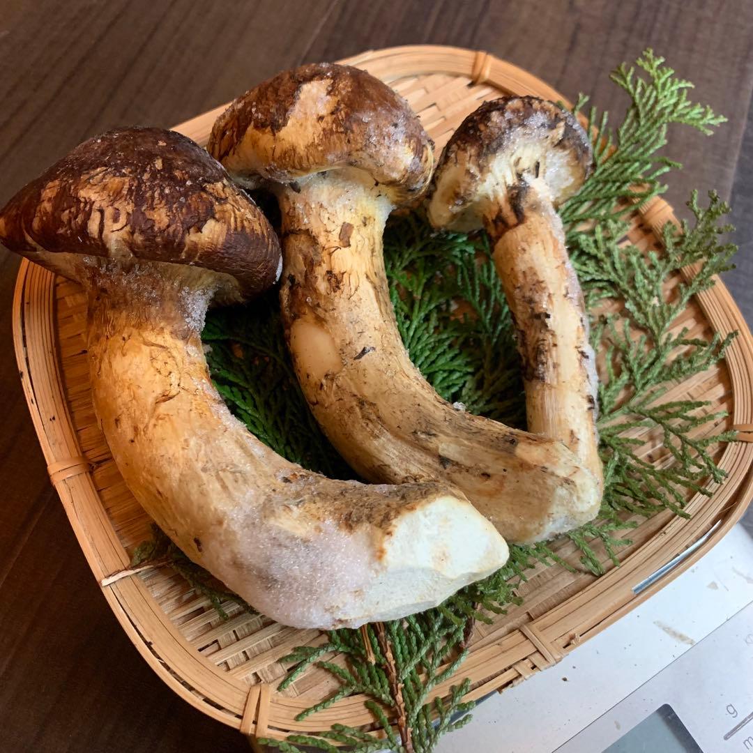 ⑤【岩手県産天然松茸】冷凍松茸　国産本場　つぼみ開き　272g