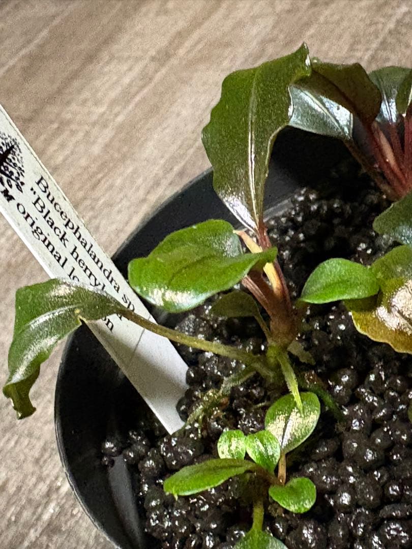 専用　Bucephalandra sp. Black herrykafa