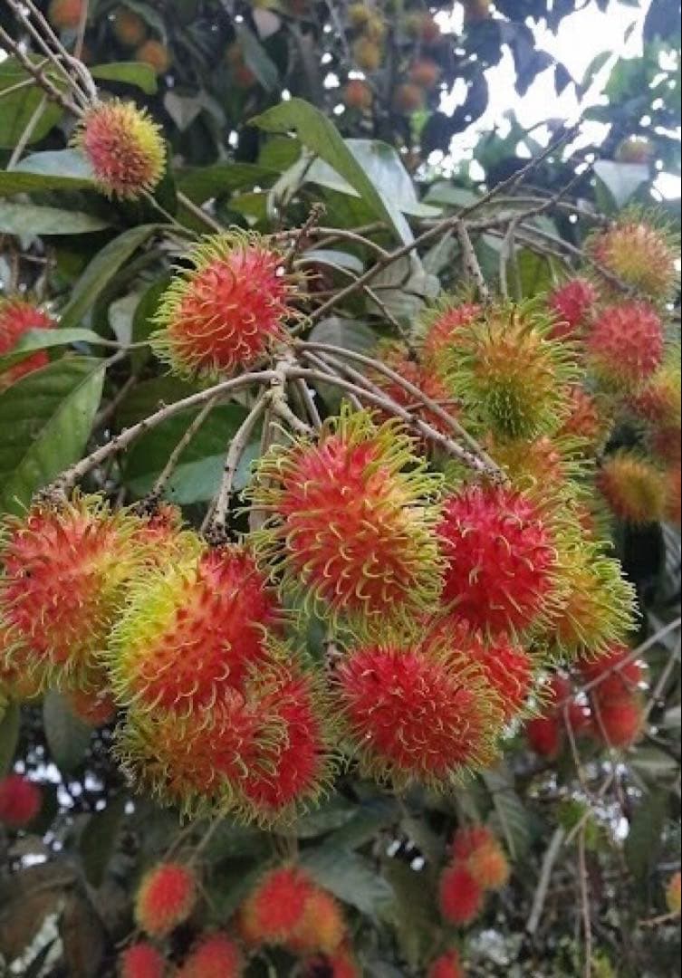 蜂蜜(ランブータンの花)710g【⭐️SALE❣️】塩、ココナッツシュガー、黒胡椒