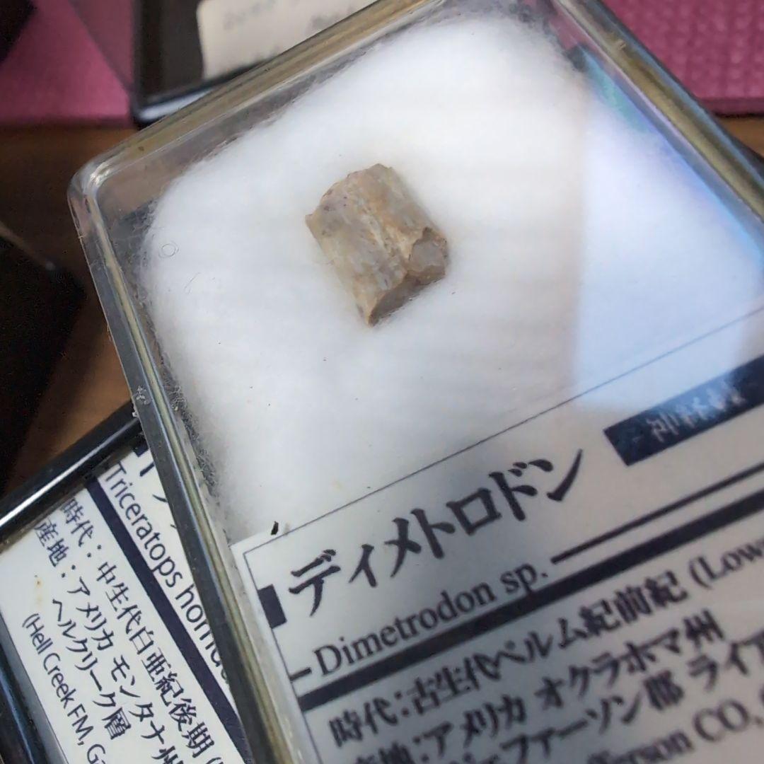 本物　希少　盤竜　ディメトロドンの帆の化石[オクラホマ]