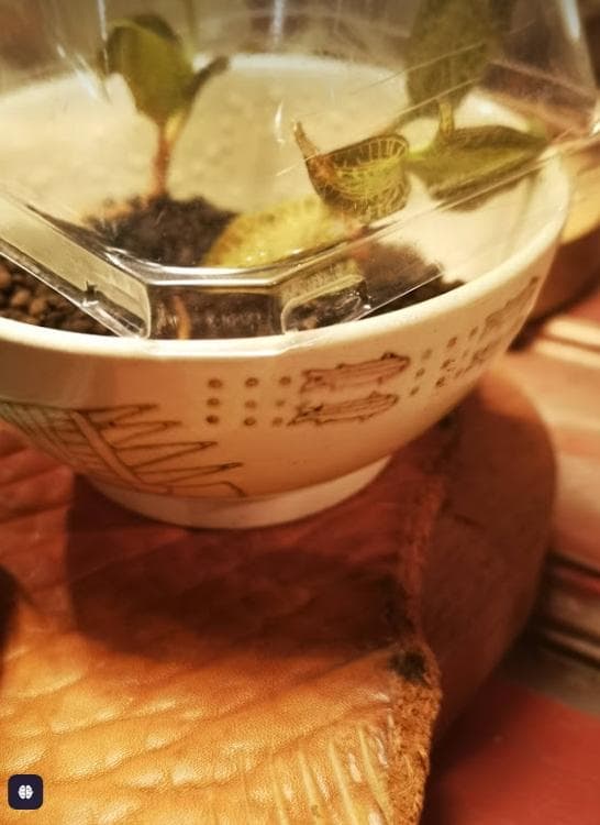 木製靴型と6ペンス・鉛筆削り　陶器カスタムセット