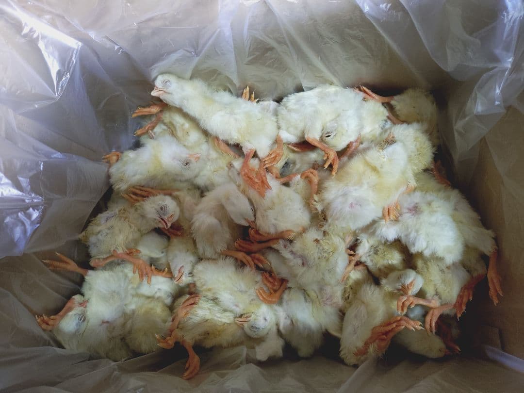 送料無料　冷凍国産ヒヨコ300匹