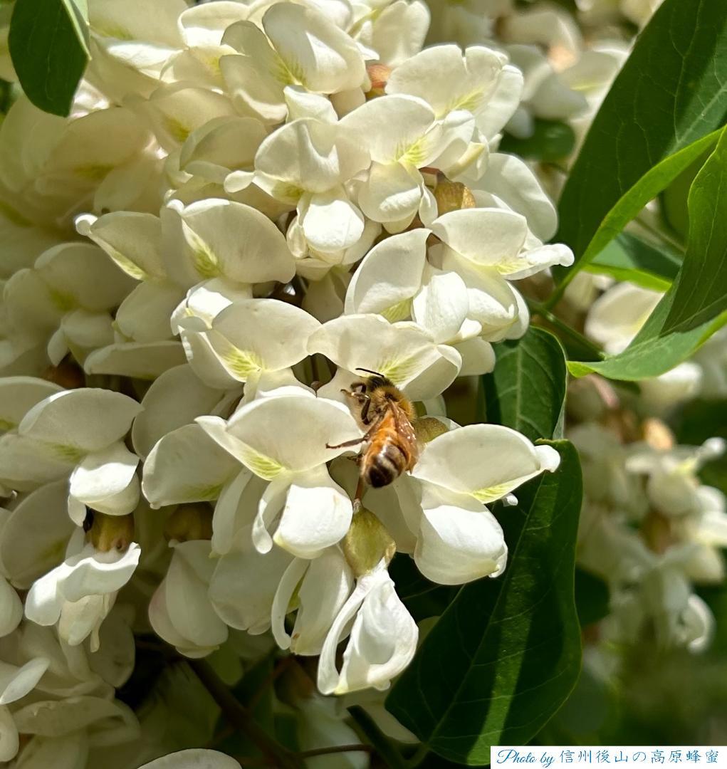 【うずまき】国産蜂蜜 1000g 3本 アカシア２ 栗蜜１ 信州産