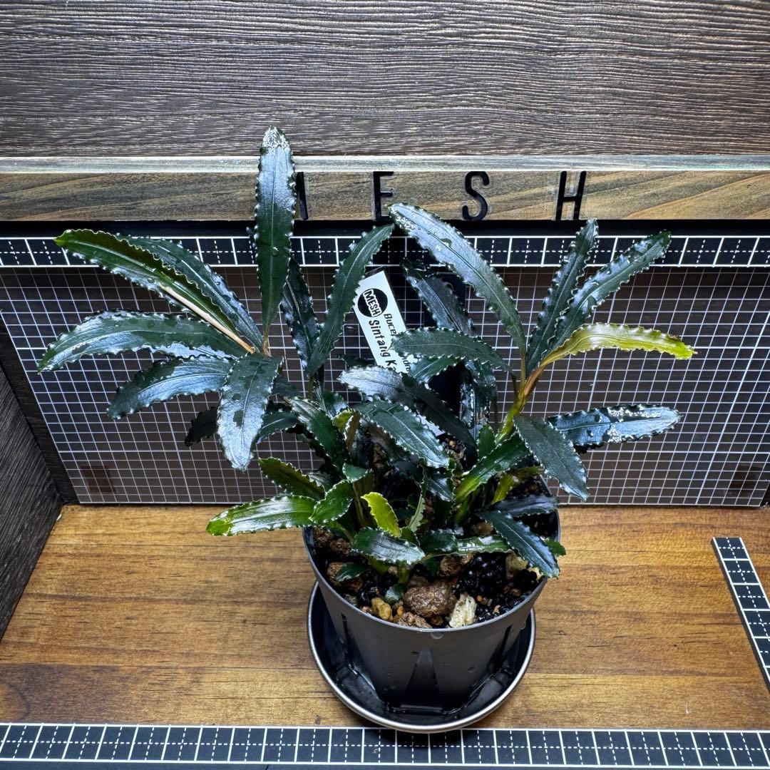 ブセファランドラsp.シンタン カユラピス TYPE2全銀 水上株1ポット［0］