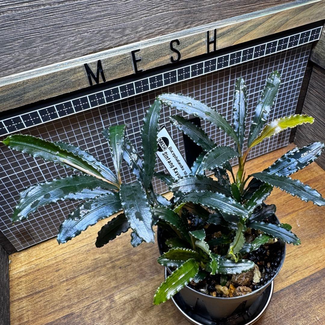 ブセファランドラsp.シンタン カユラピス TYPE2全銀 水上株1ポット［0］