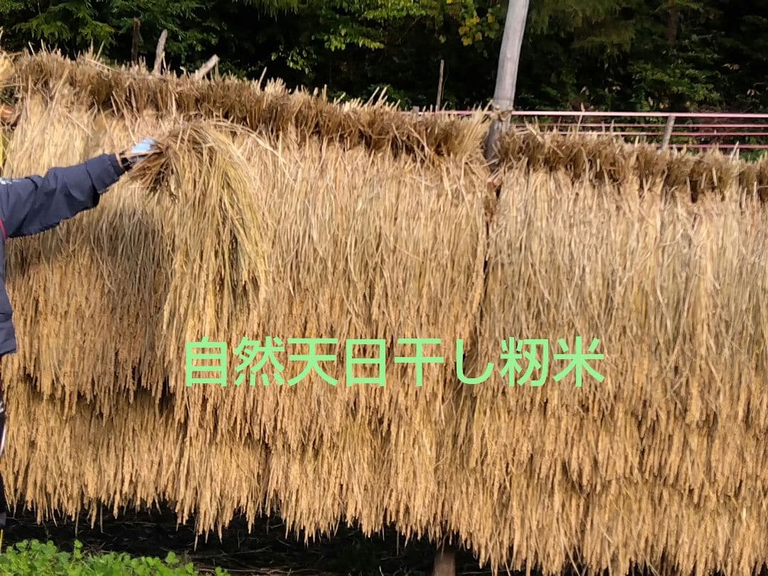 令和６年度岩手県産かけはし自然天日干し籾米15kg