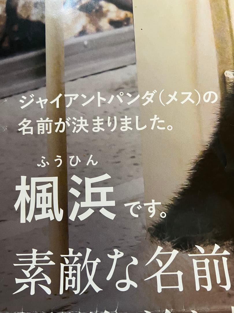 楓浜 アドベンチャーワールド　誕生記念ポスター72×51cm 白浜市配布非売品