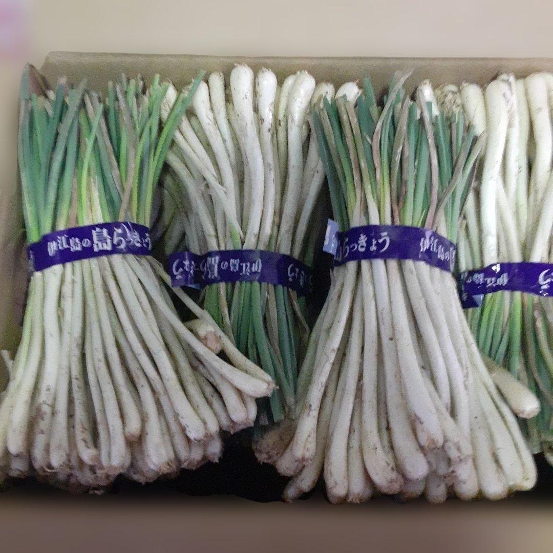 伊江島産♪島らっきょう5㎏