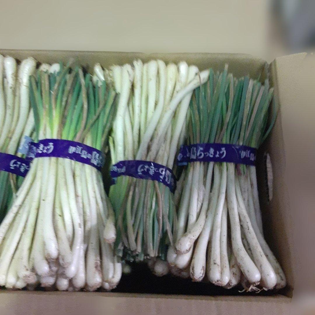 伊江島産♪島らっきょう5㎏