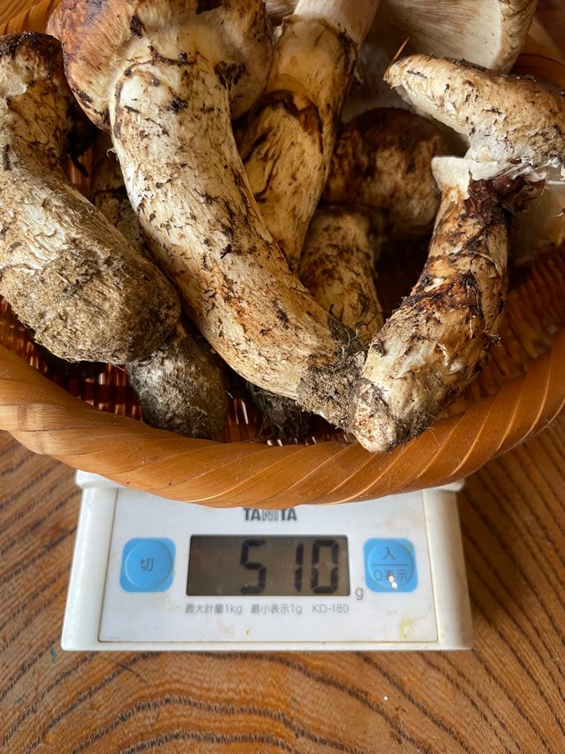 採れたて　南信州松茸極上開き　ツボミ　ワレ　510g
