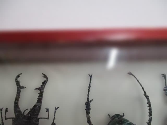 【中古品】昆虫標本　カブトムシ・クワガタ　まとめ売り