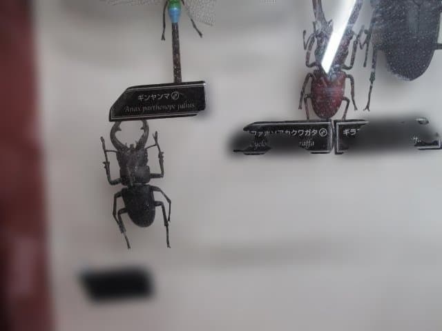 【中古品】昆虫標本　カブトムシ・クワガタ　まとめ売り