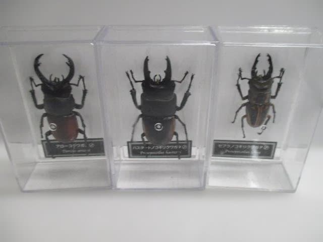 【中古品】昆虫標本　カブトムシ・クワガタ　まとめ売り