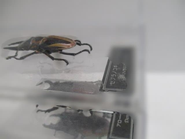 【中古品】昆虫標本　カブトムシ・クワガタ　まとめ売り