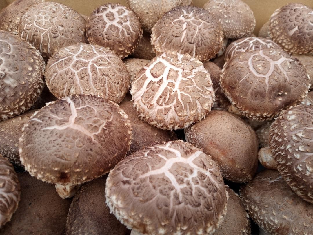 SYさまご予約専用 大分県特産 生どんこ椎茸「秋子」ダブル