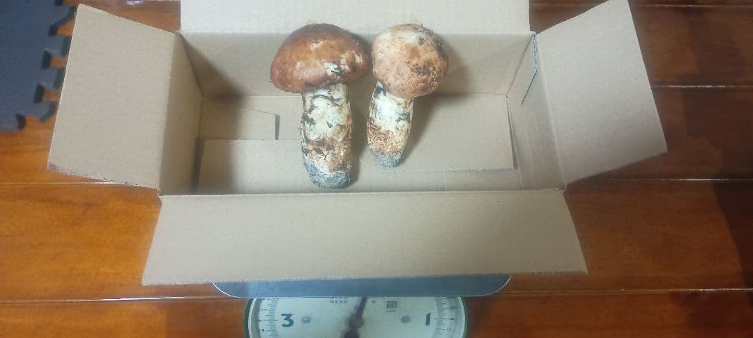 松茸　140㌘　岐阜県産