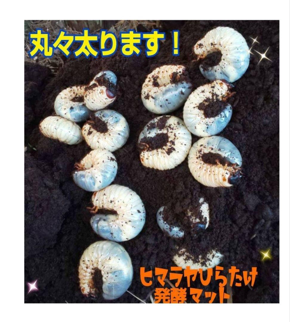 カブトムシ幼虫が大きくなる！栄養たっぷり！発酵マット【6袋】雑虫が湧きません！