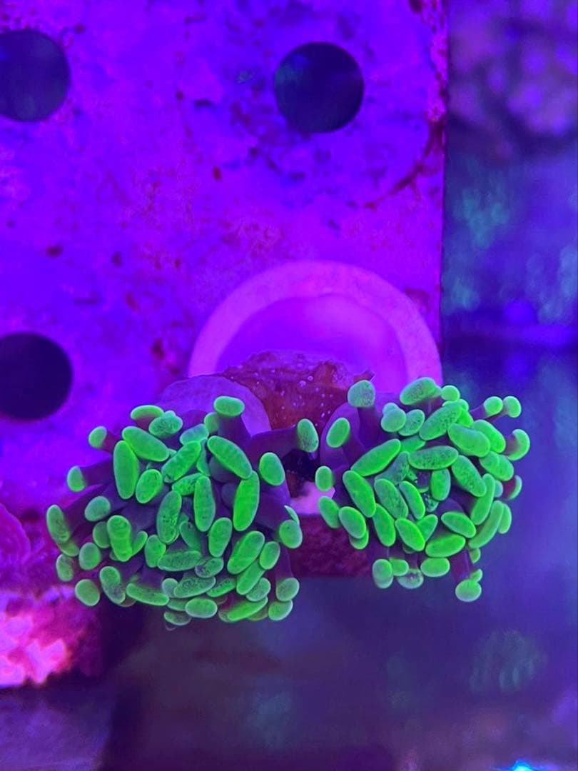 ぽん様　マメスナ➕はなグリーンセット