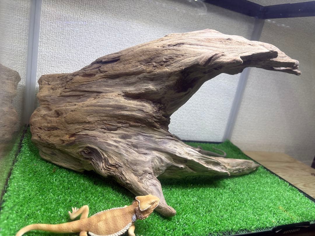 Ｇ86 爬虫類　両生類　シェルター　バスキング　流木