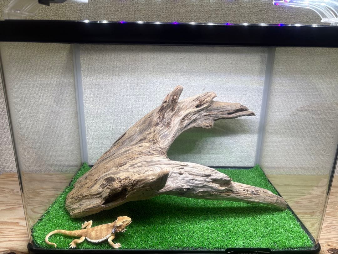 Ｇ86 爬虫類　両生類　シェルター　バスキング　流木