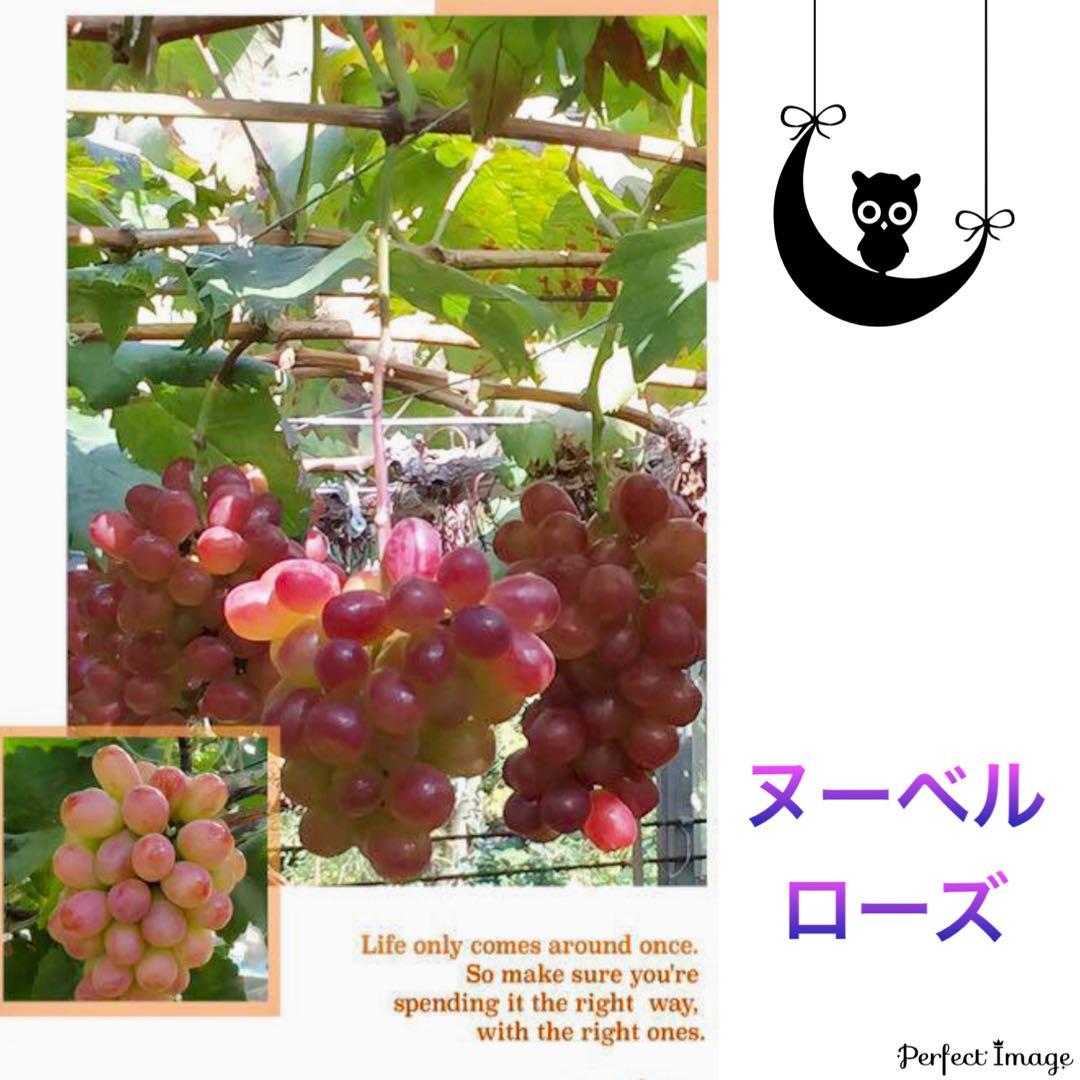 まねき様 美和姫 セブン マイハート 愛妻 ジーコ バイオレット ヌーベル 他