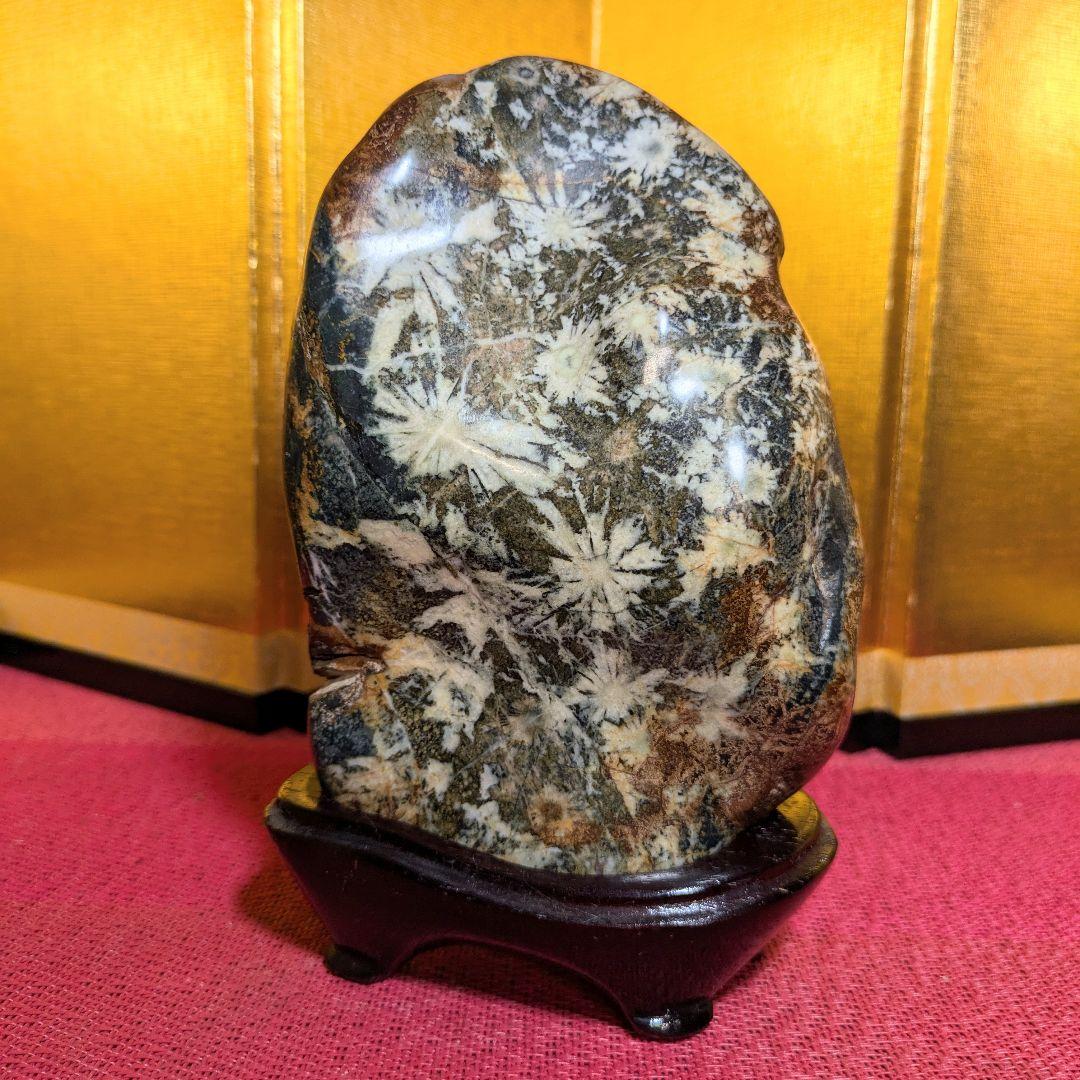 【だまやん】菊花石 岐阜県根尾谷産1.7㌔ 鑑賞石 観賞石 水石 盆石