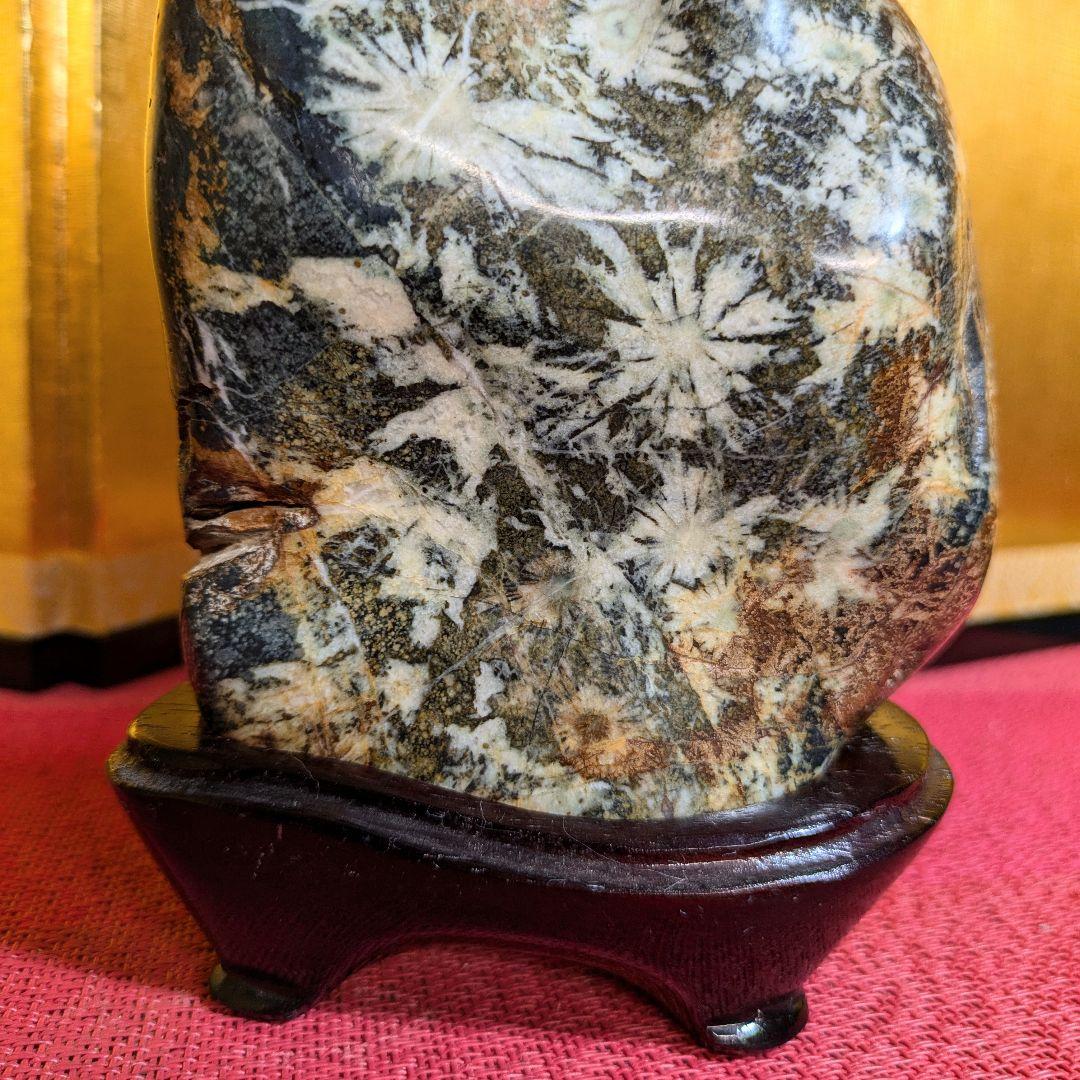 【だまやん】菊花石 岐阜県根尾谷産1.7㌔ 鑑賞石 観賞石 水石 盆石
