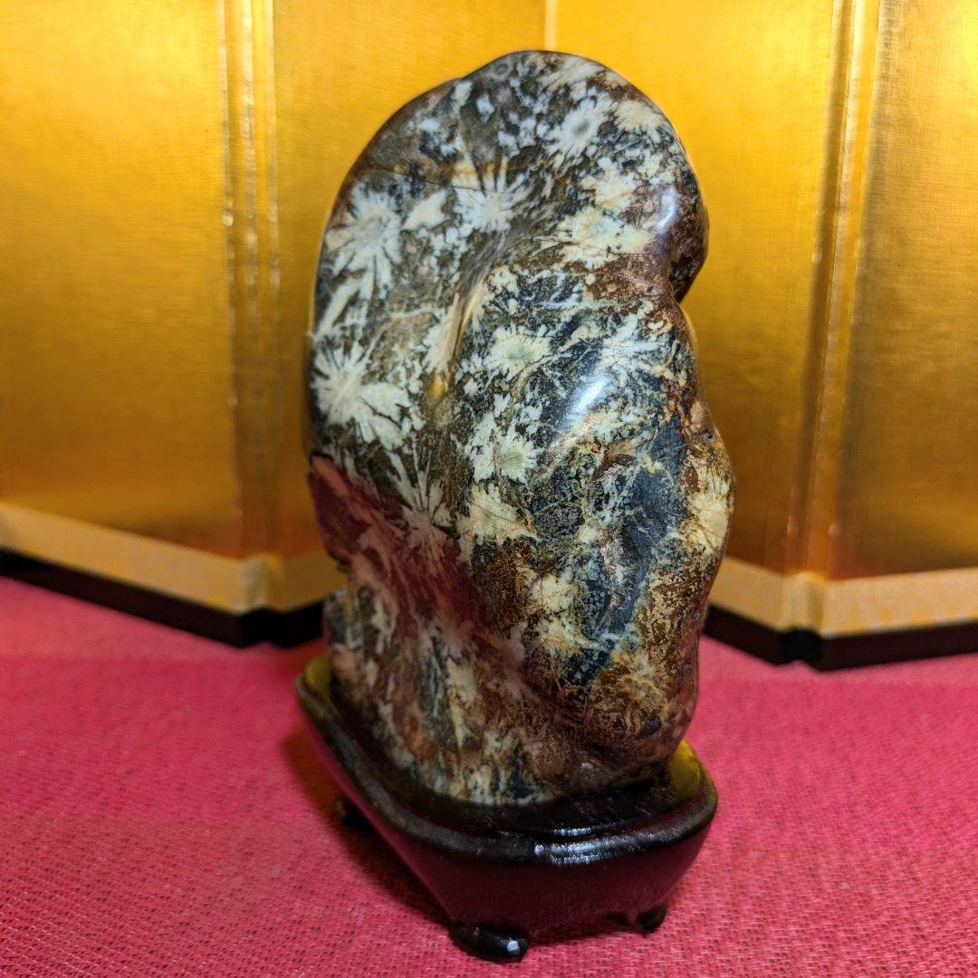 【だまやん】菊花石 岐阜県根尾谷産1.7㌔ 鑑賞石 観賞石 水石 盆石