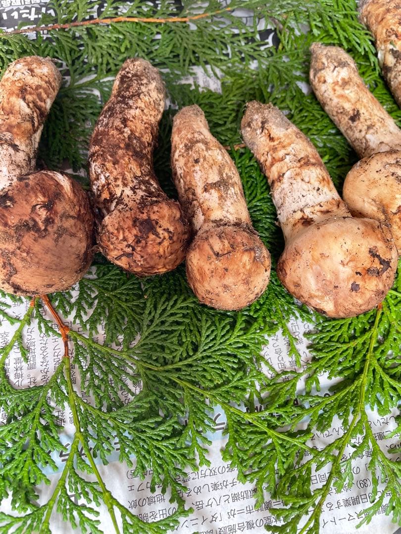 南信州産10月15日採取