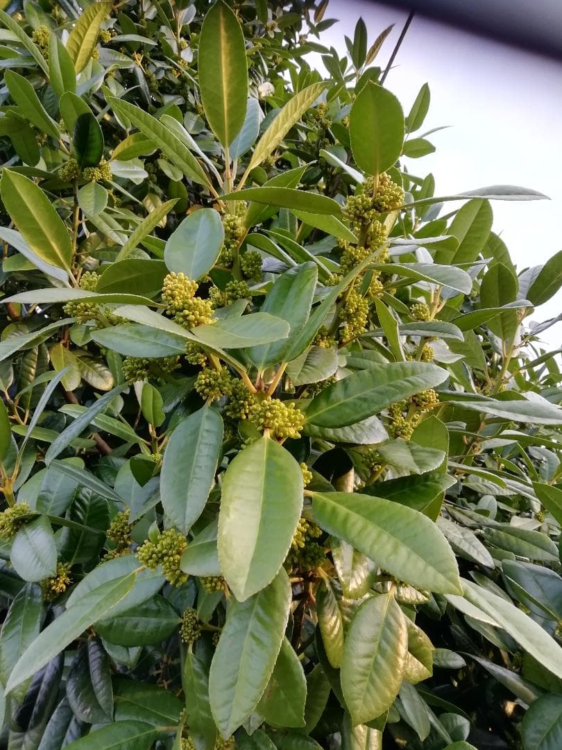 マコサン専用品★『100％純粋春蜜の４瓶セット』《幻の天然完熟百花蜜》