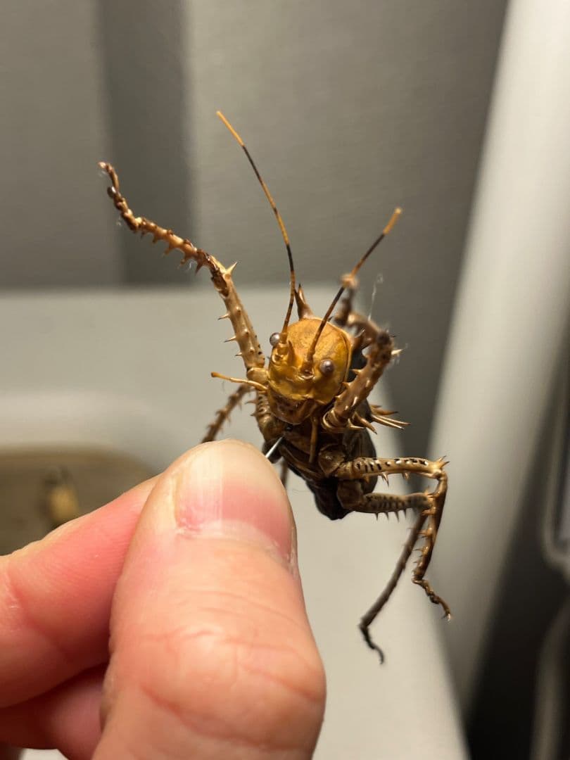 【33mm】アーマードクリケット 武装コオロギ ドラゴンヘッドコオロギ昆虫標本