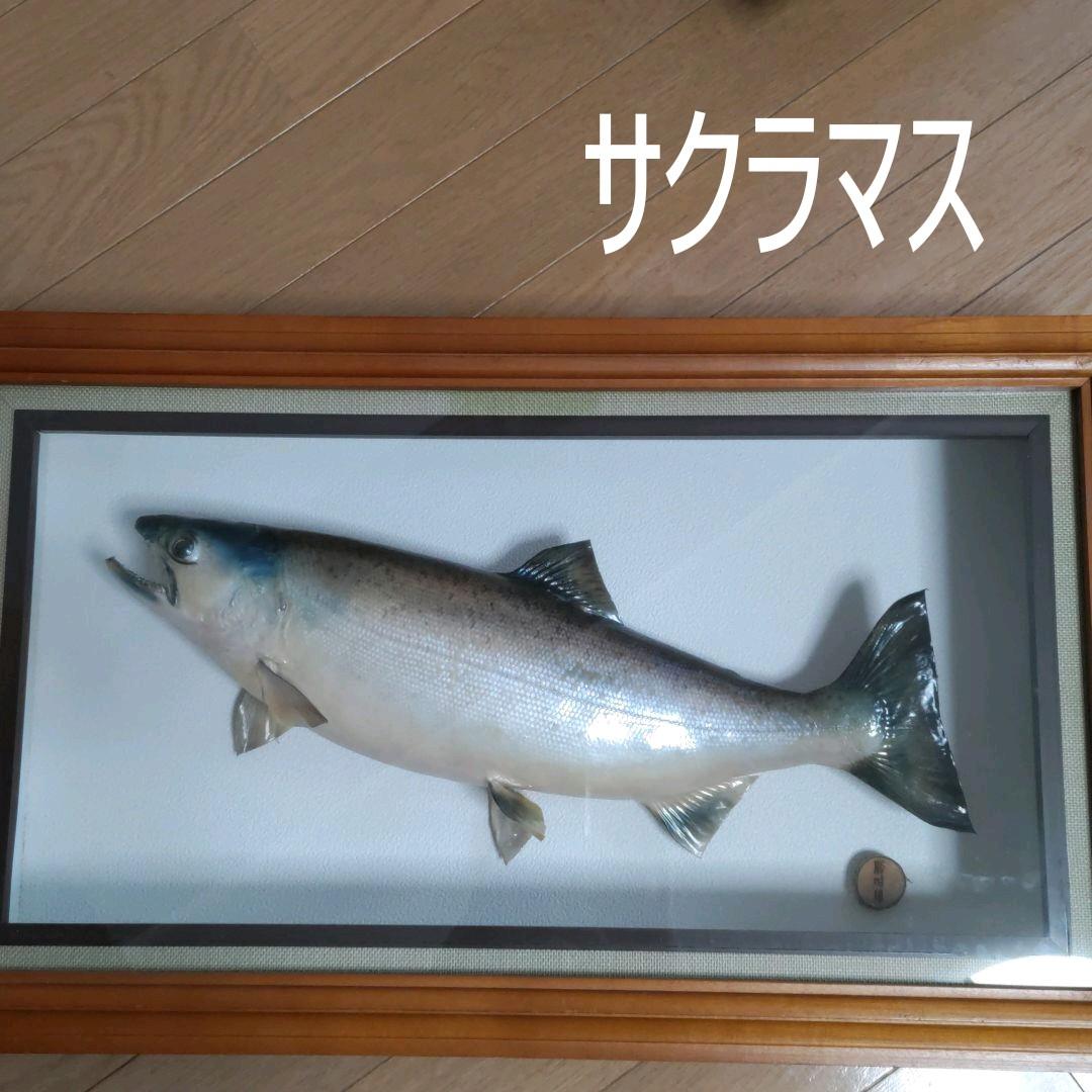 剥製　天然サクラマス　額入り