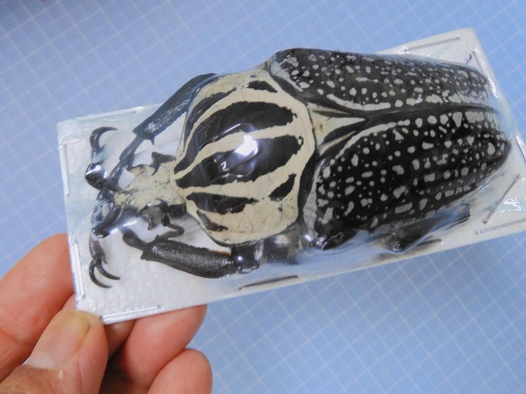 標本 Congo Goliathus orientalis 87mm black