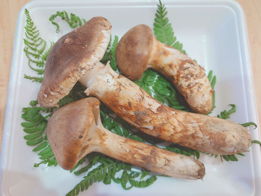 岩手県岩泉産　松茸（天然物）213g①