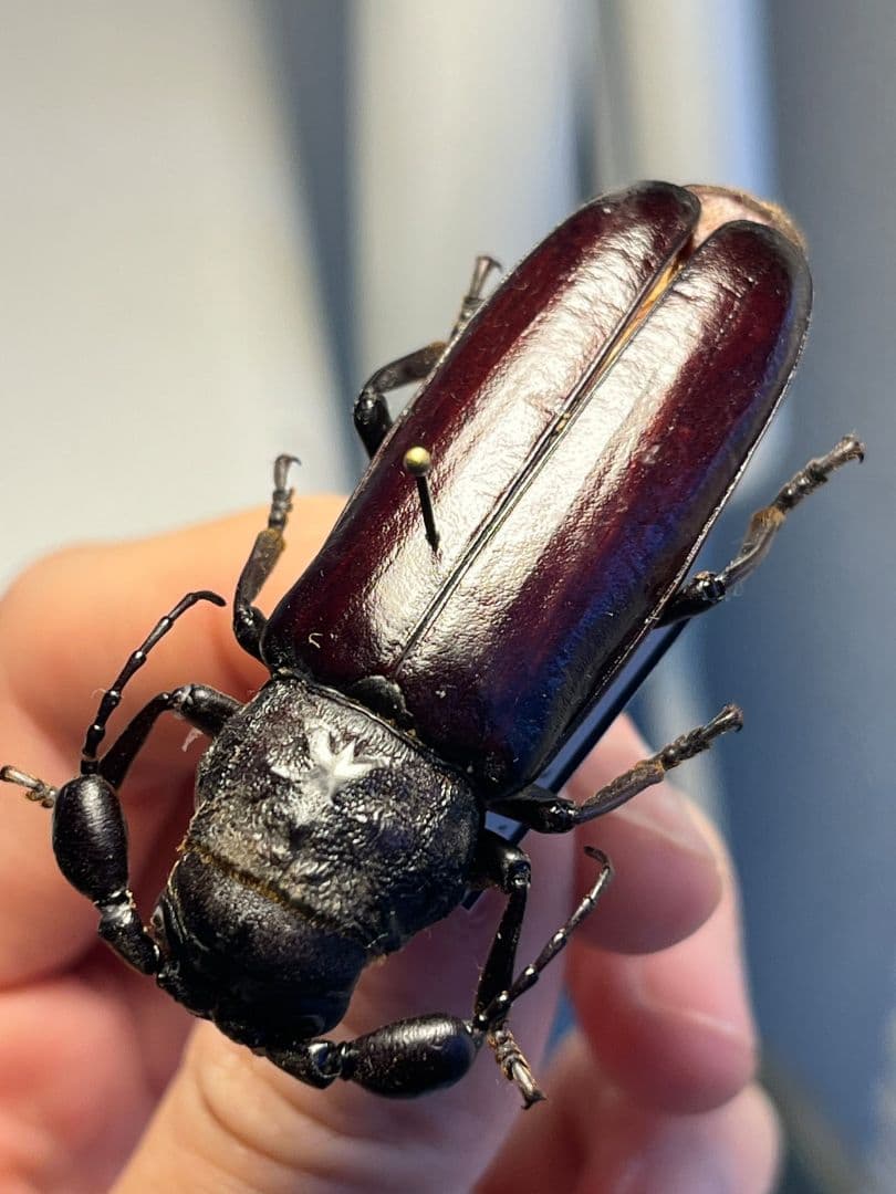 【一属一種】Bolbotritus bainesiウスバカミキリ 昆虫標本