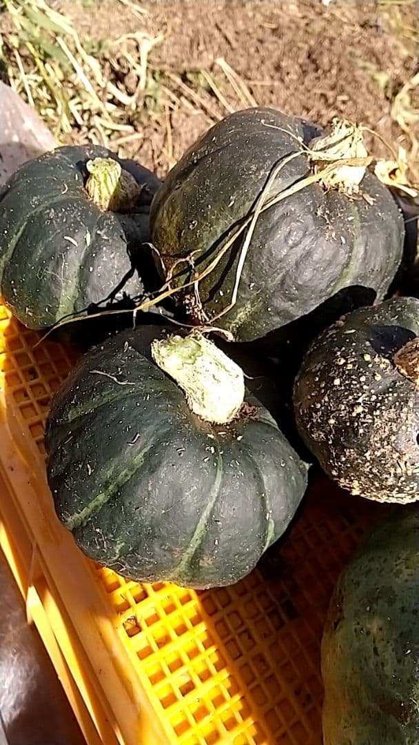 とりこ ⭐️季節のお野菜セット