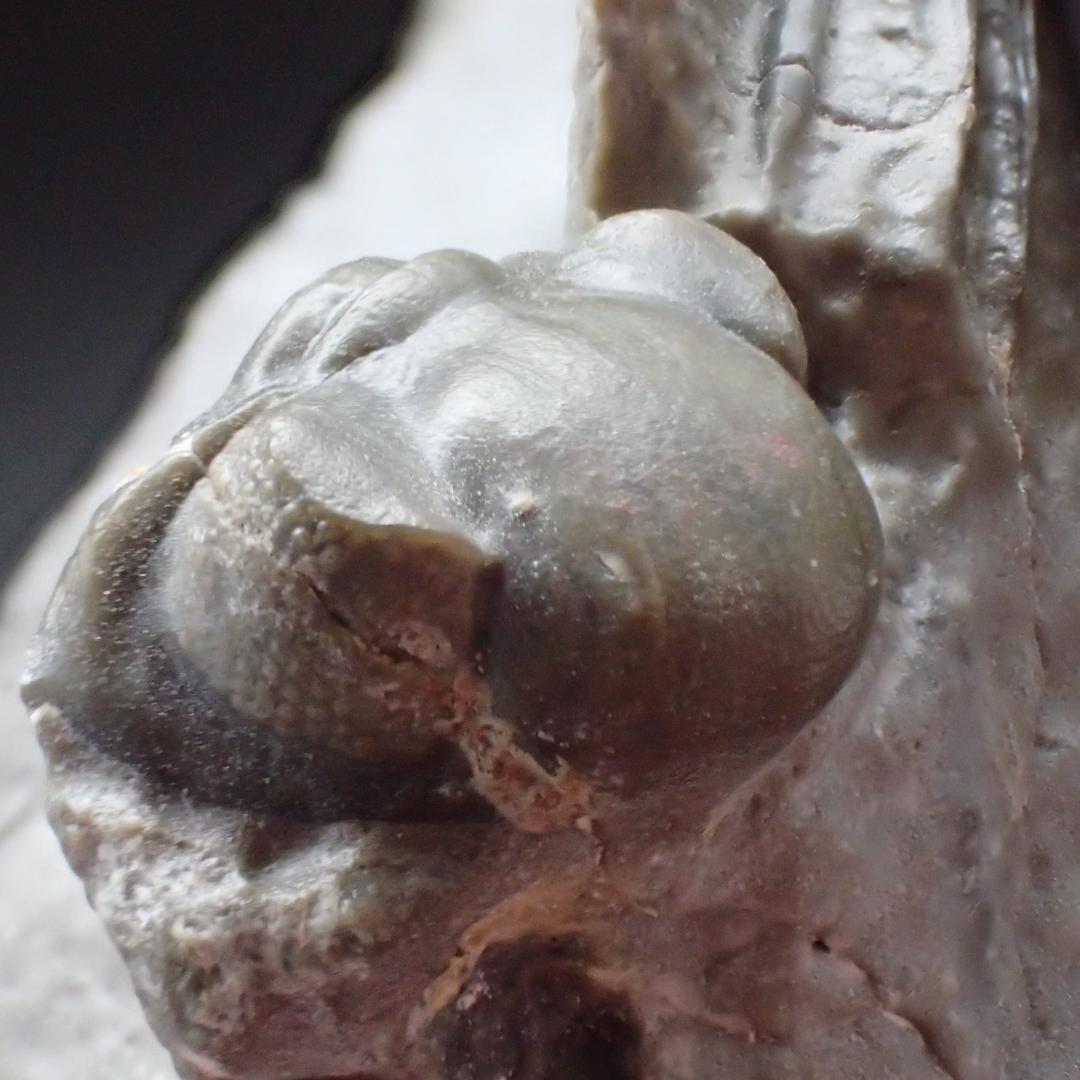 三葉虫の化石 美麗 ケットネラスピス モロッコ産 本物保証