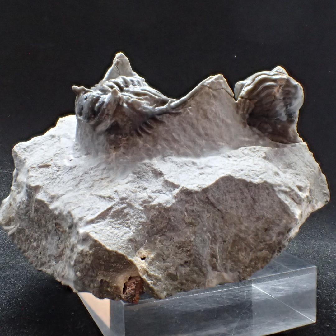 三葉虫の化石 美麗 ケットネラスピス モロッコ産 本物保証